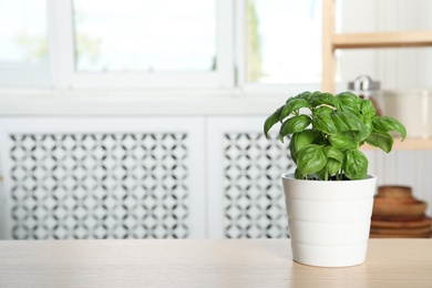 Photo of Pot with fresh green basil on table indoors. Space for text