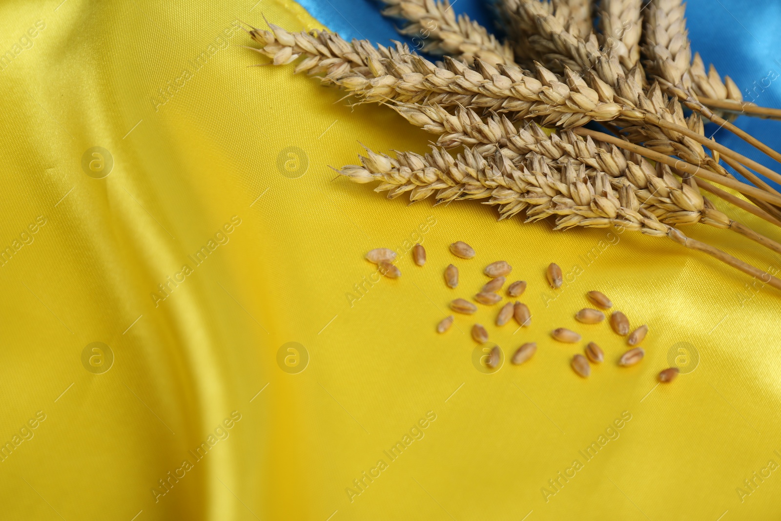 Photo of Ears of wheat and grains on Ukrainian national flag, closeup. Space for text