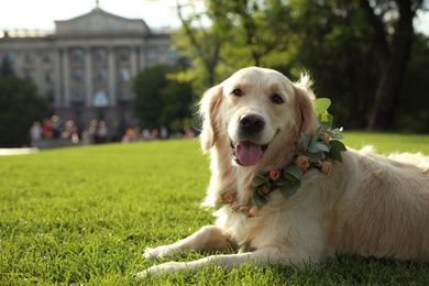 Adorable Golden Retriever wearing wreath made of beautiful flowers on green grass outdoors. Space for text