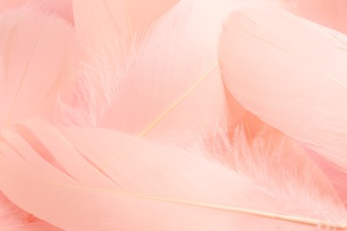 Photo of Many beautiful pink feathers as background, closeup