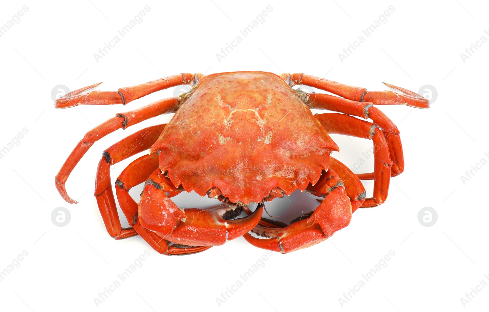 Photo of One delicious boiled crab isolated on white, top view