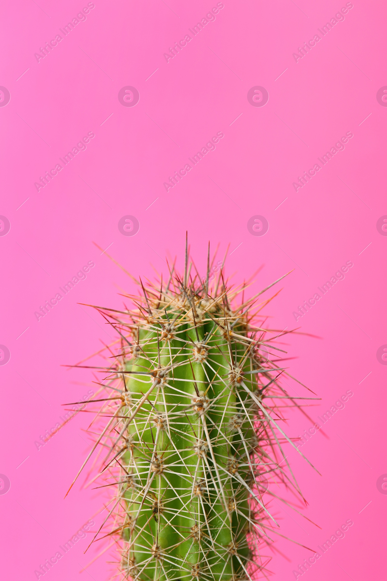 Photo of Beautiful cactus on color background