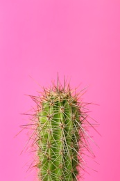 Beautiful cactus on color background