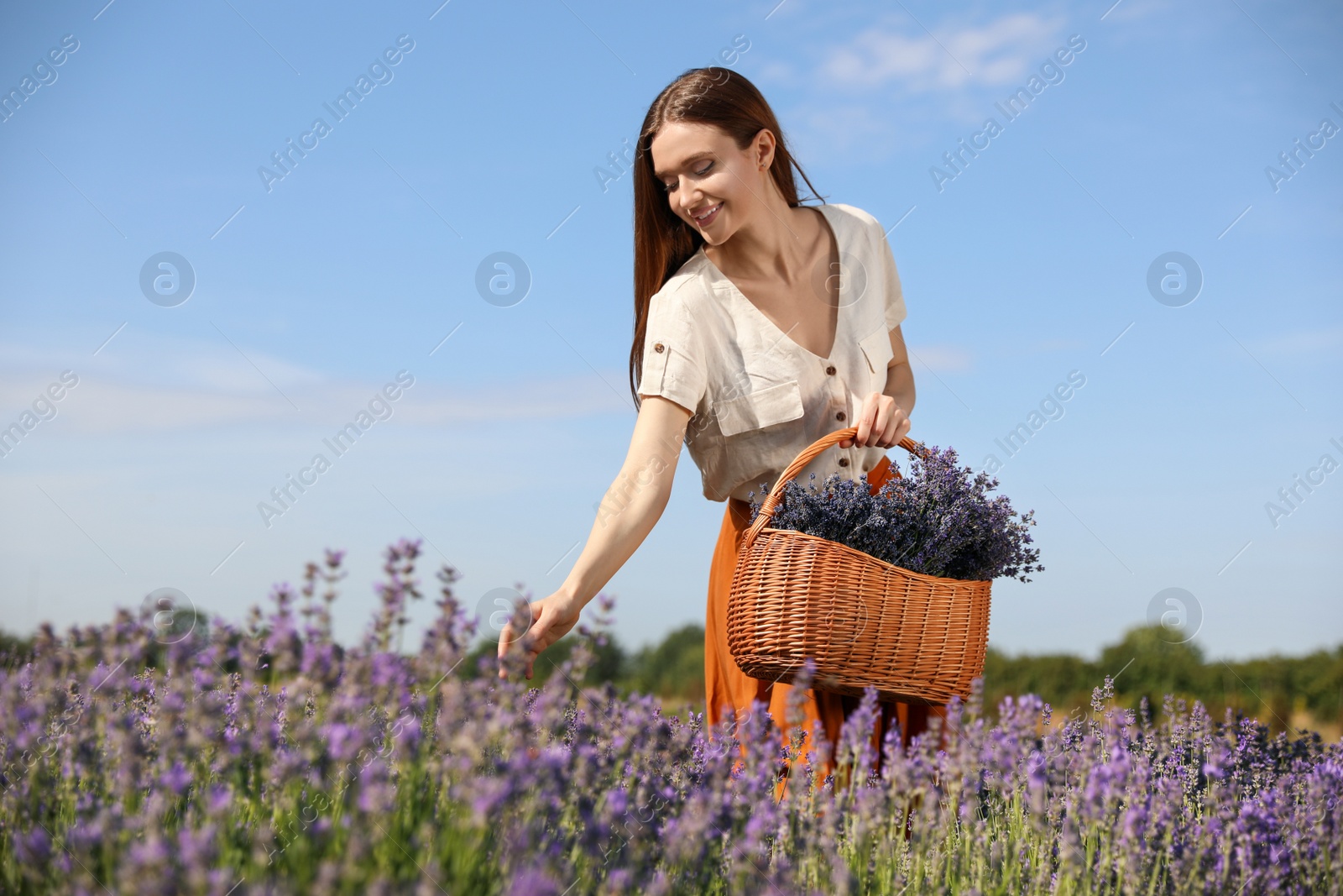 Photo of Young woman with wicker basket full of lavender flowers in field