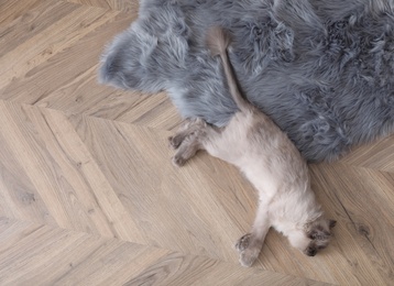 Photo of Beautiful fluffy cat lying on warm floor in room, top view with space for text. Heating system