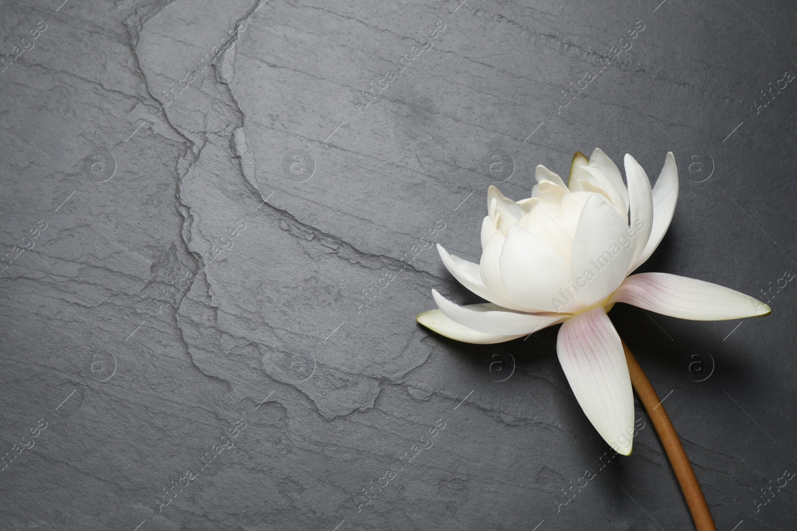 Photo of Beautiful white lotus flower on grey table, top view. Space for text