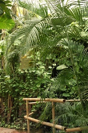 Beautiful exotic plants with green leaves in tropical garden