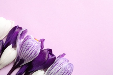 Photo of Flat lay composition with spring crocus flowers on color background, space for text