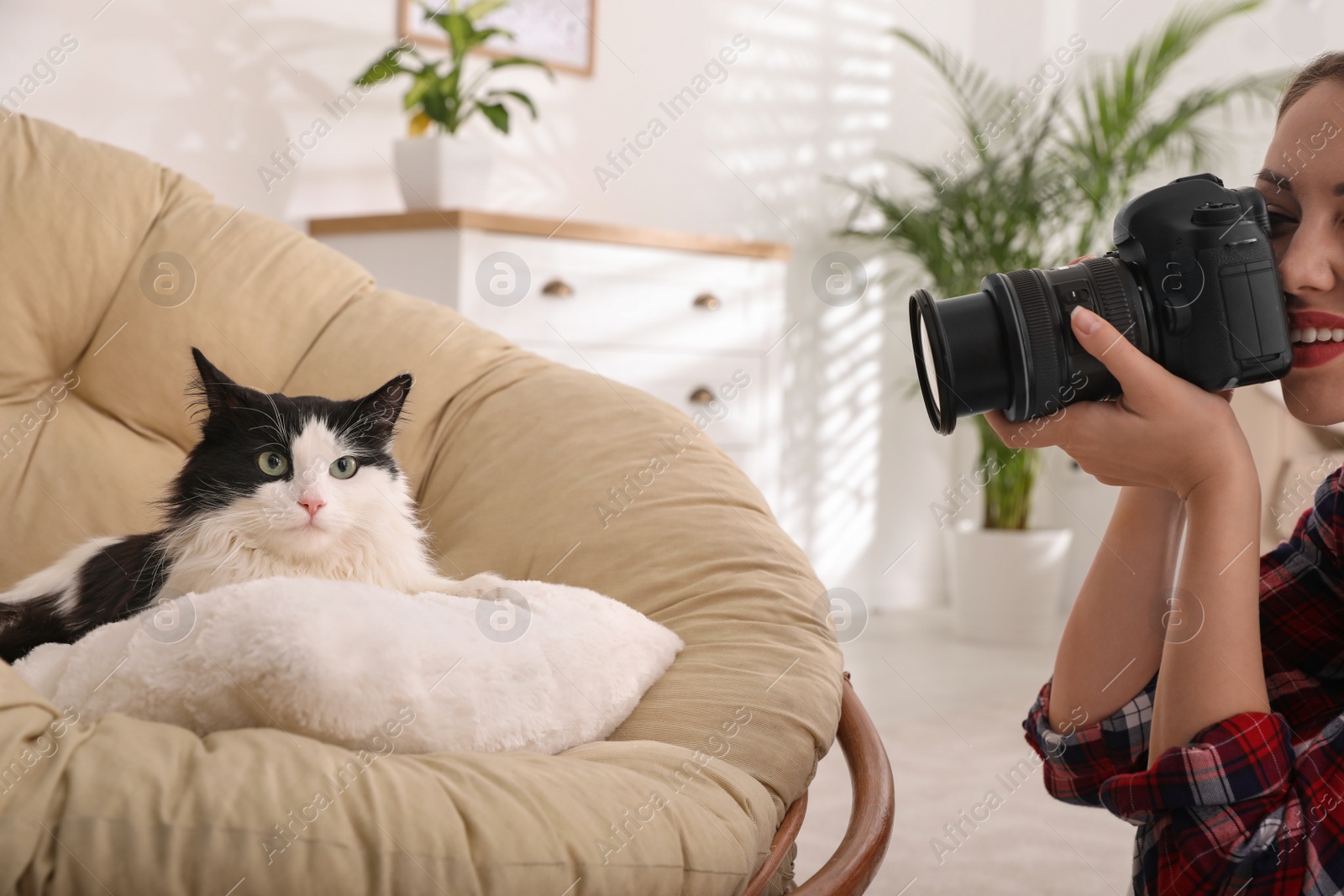 Photo of Professional animal photographer taking picture of beautiful cat at home, closeup