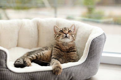 Photo of Cute tabby cat on pet bed at home