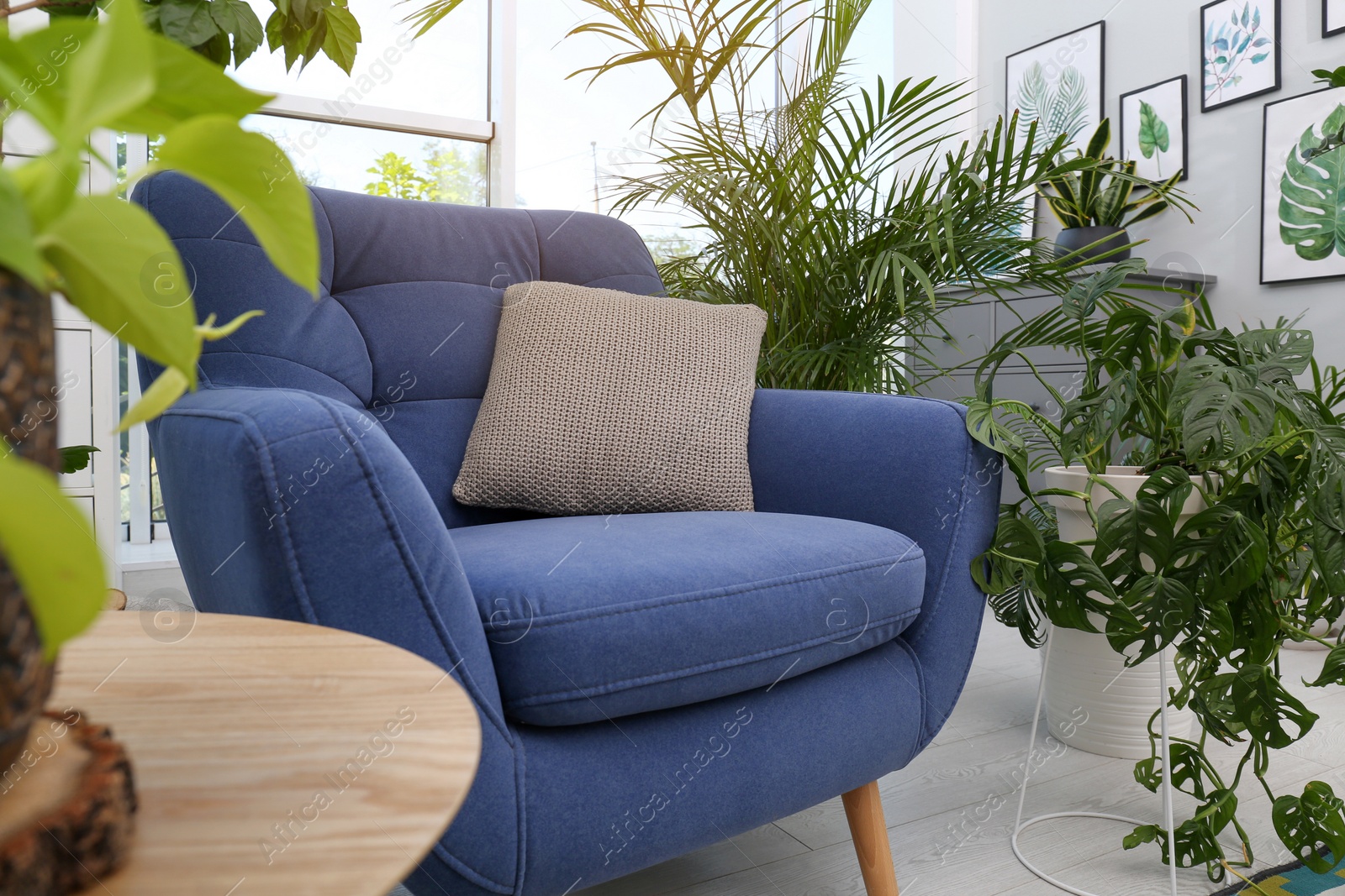 Photo of Comfortable armchair and beautiful houseplants in room. Lounge area interior