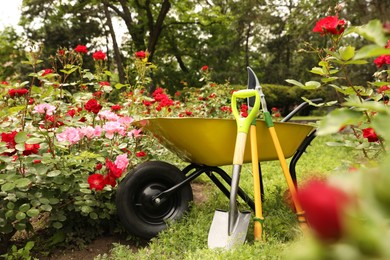 Photo of Wheelbarrow and other gardening tools in park on sunny day