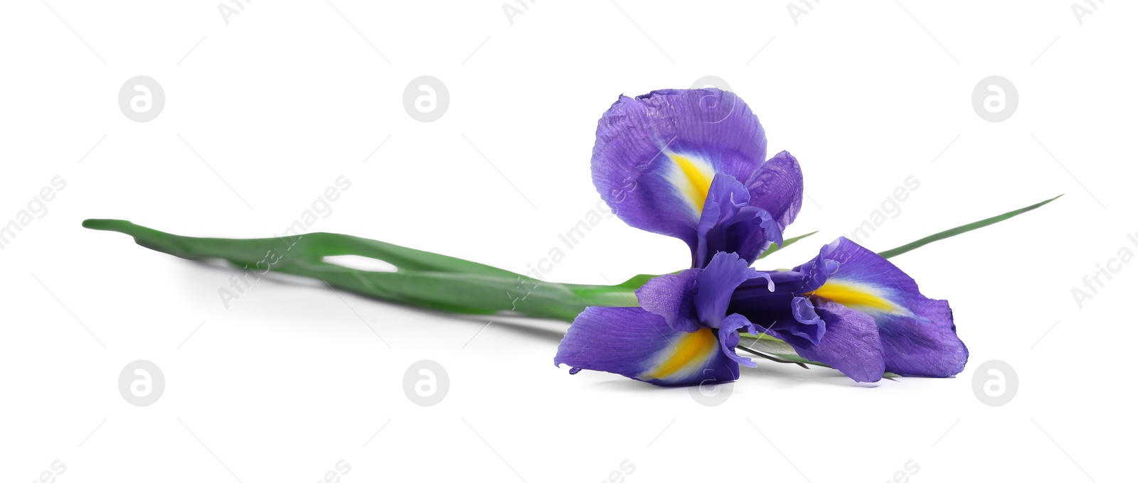 Photo of Beautiful violet iris flower isolated on white