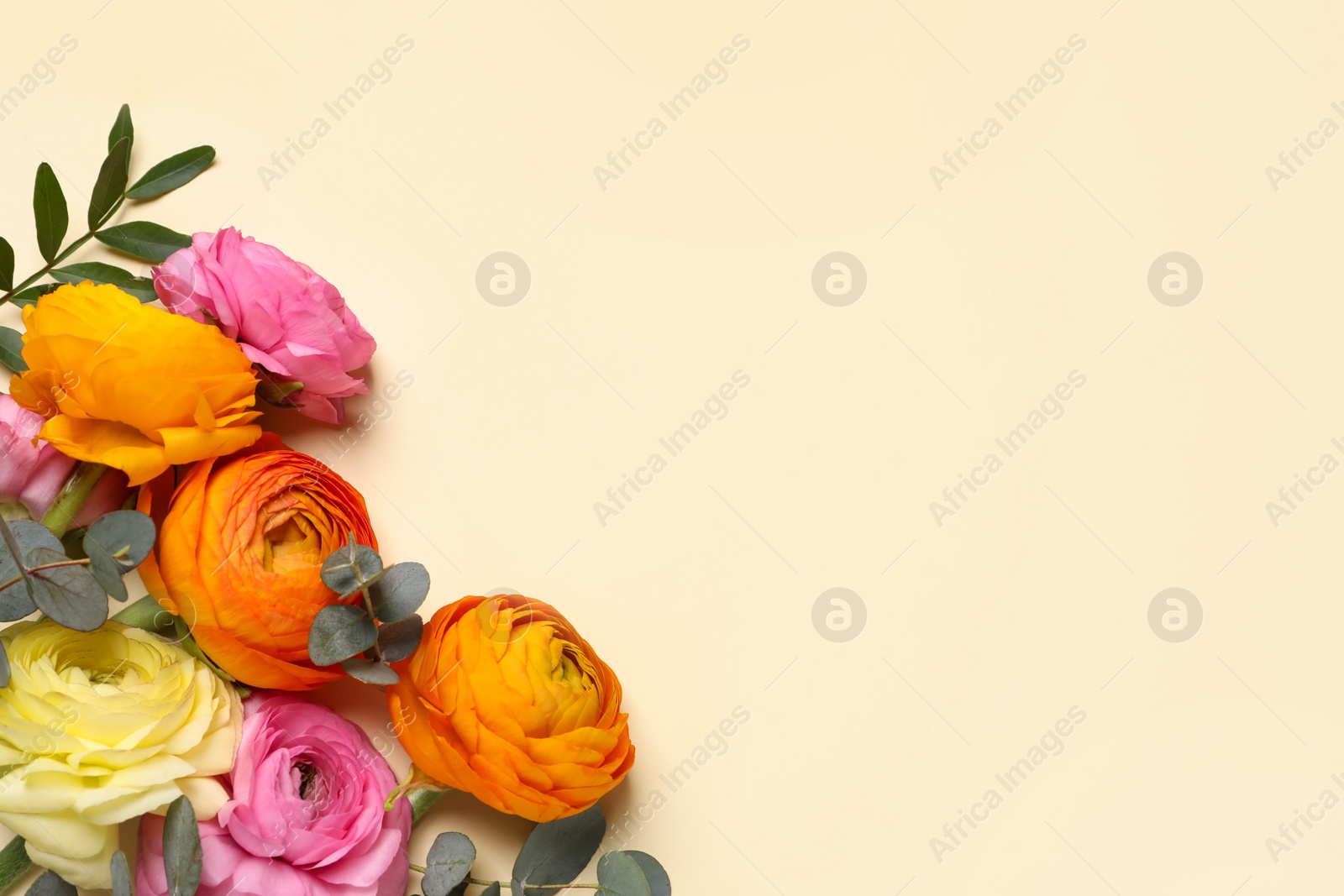 Photo of Beautiful ranunculus flowers on beige background, flat lay. Space for text