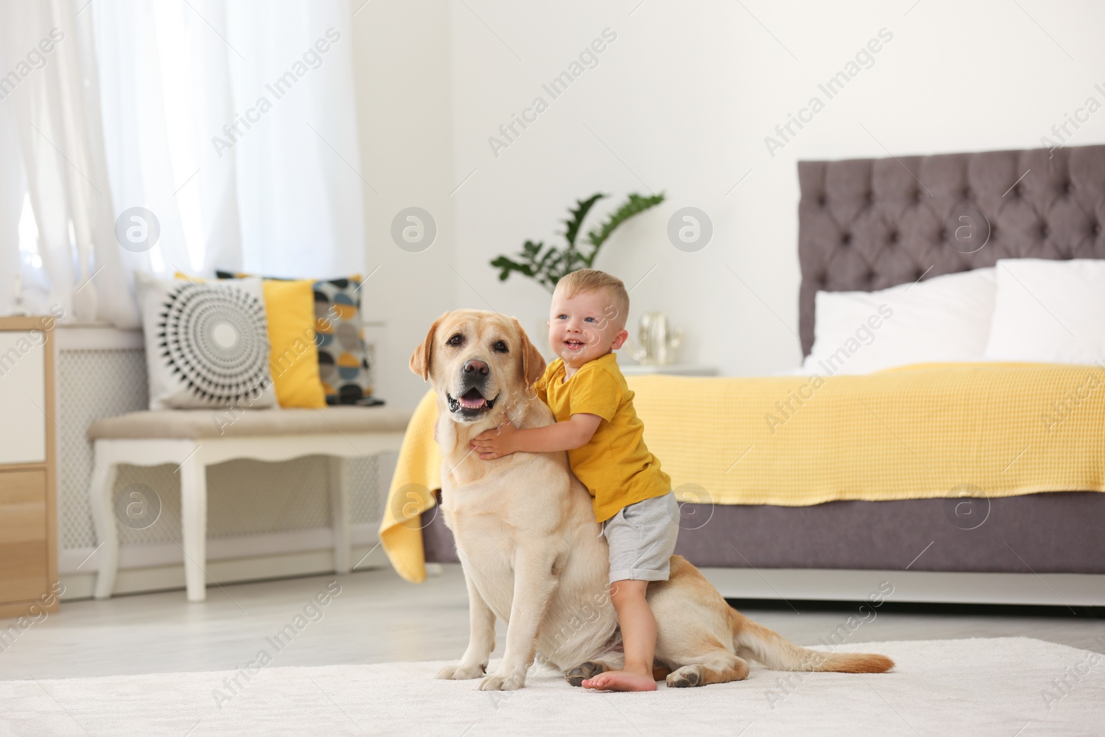 Photo of Adorable yellow labrador retriever and little boy at home