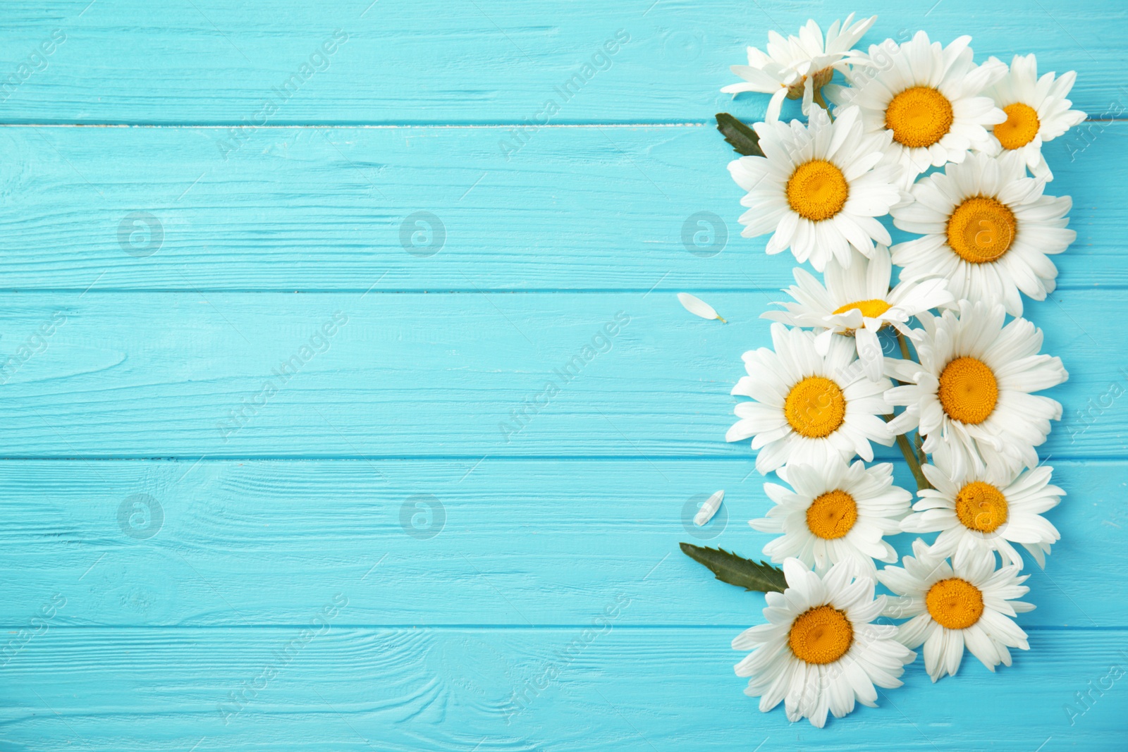 Photo of Beautiful chamomile flowers on color wooden background, top view