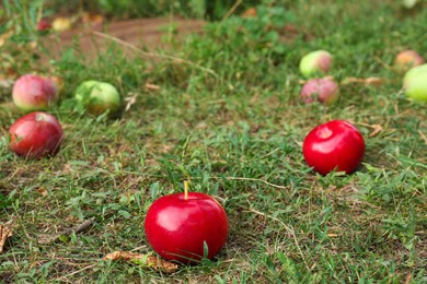 Photo of Delicious ripe apples on grass in garden