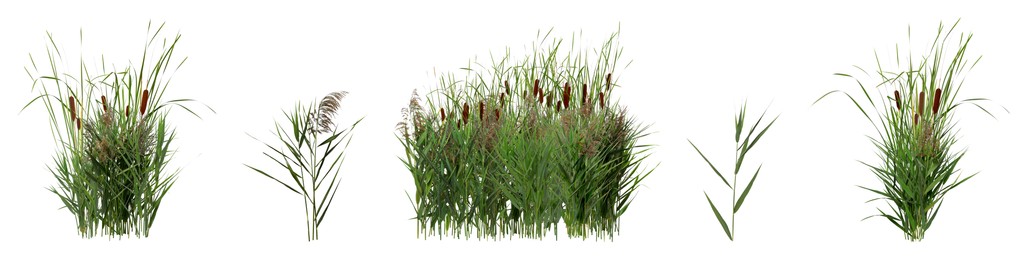 Image of Set with beautiful green reed on white background. Banner design