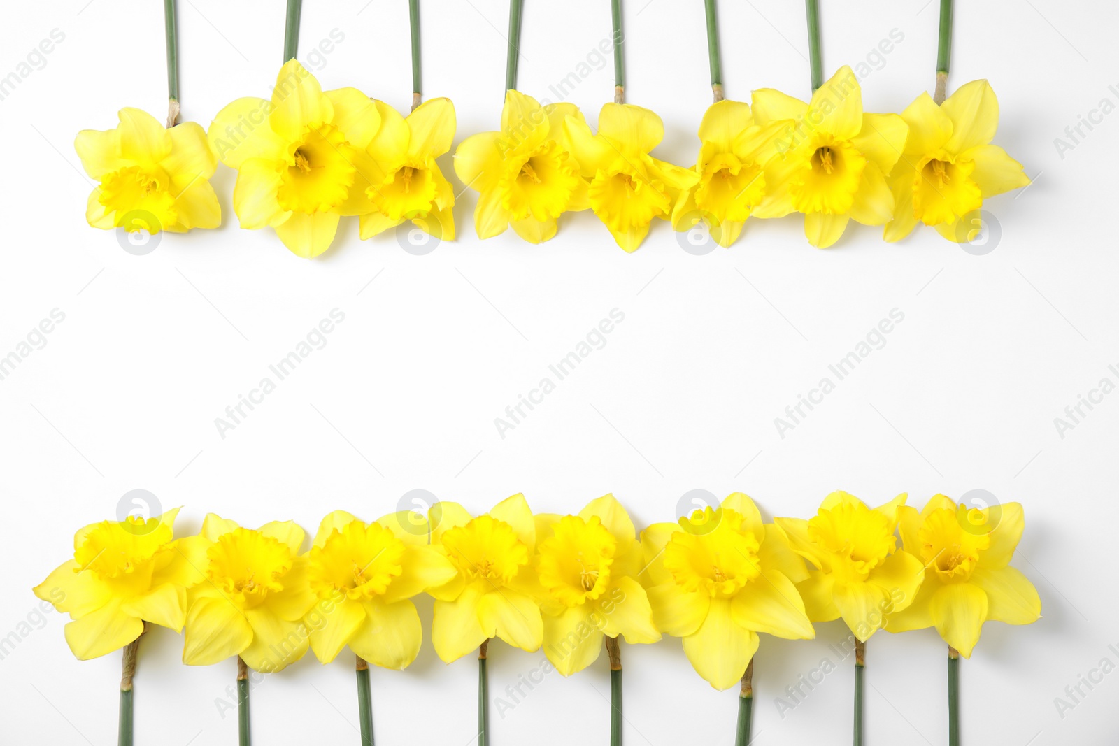 Photo of Composition with daffodils and space for text on white background, top view. Fresh spring flowers