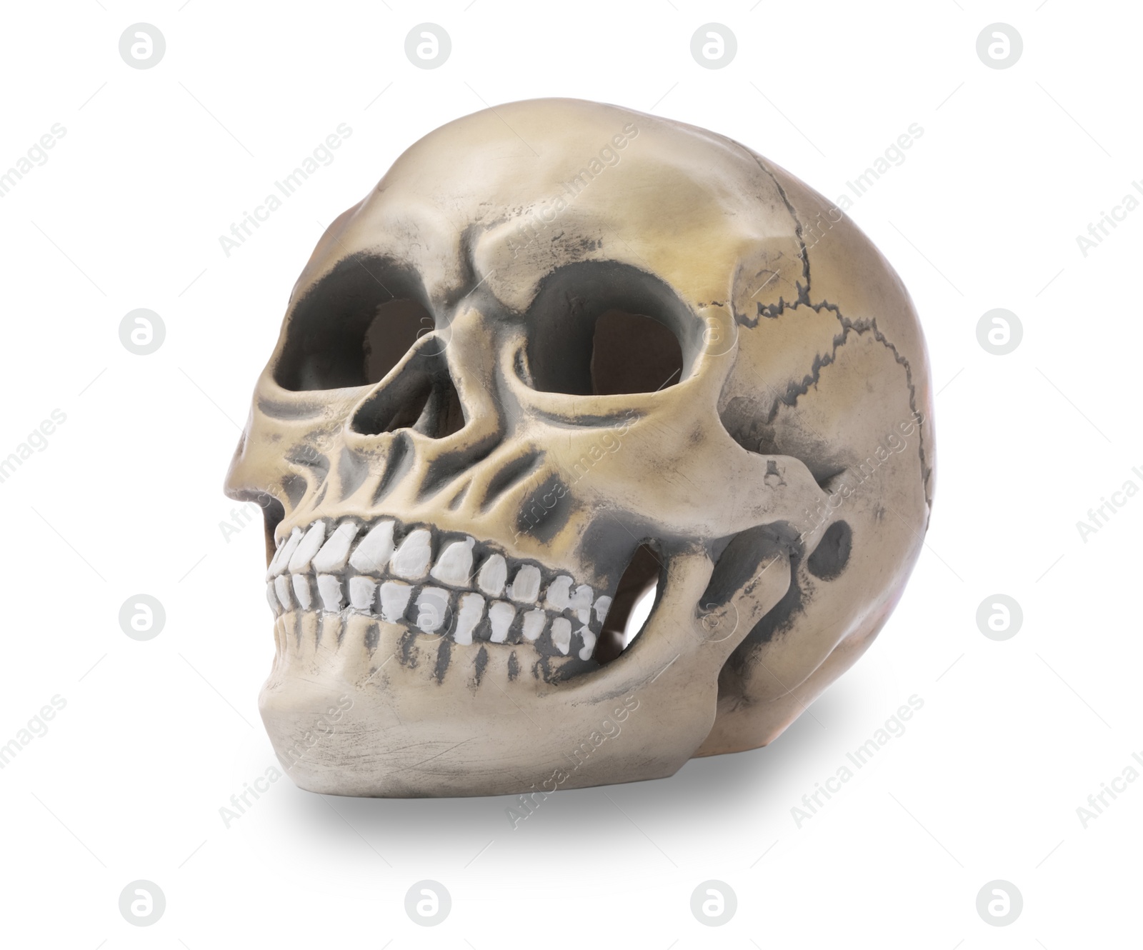 Photo of Human skull with teeth isolated on white