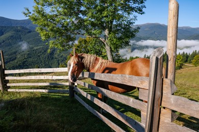 Photo of Cute horse near fence in mountains. Lovely domesticated pet