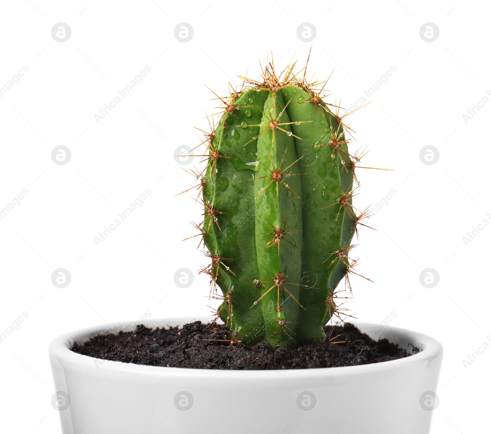 Photo of Beautiful green cactus in pot isolated on white