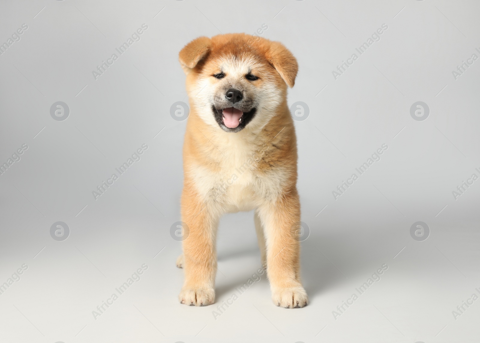 Photo of Cute Akita Inu puppy on white background. Baby animal