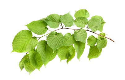 Photo of Branch of linden tree with young fresh green leaves isolated on white. Spring season