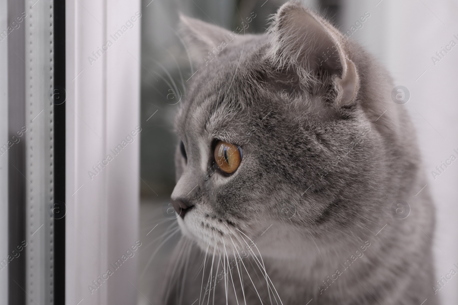 Photo of Cute Scottish straight cat near window indoors, closeup