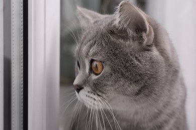 Cute Scottish straight cat near window indoors, closeup