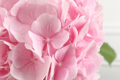 Photo of Beautiful pink hortensia flowers on light background, closeup