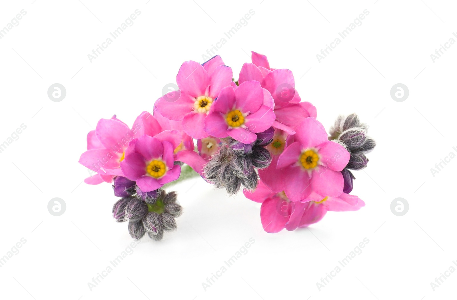 Photo of Beautiful pink Forget-me-not flowers isolated on white