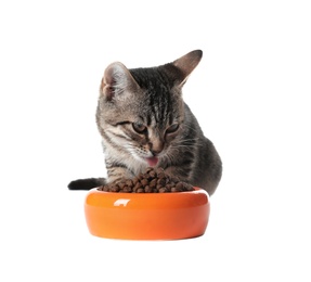 Grey tabby cat eating from bowl on white background. Adorable pet