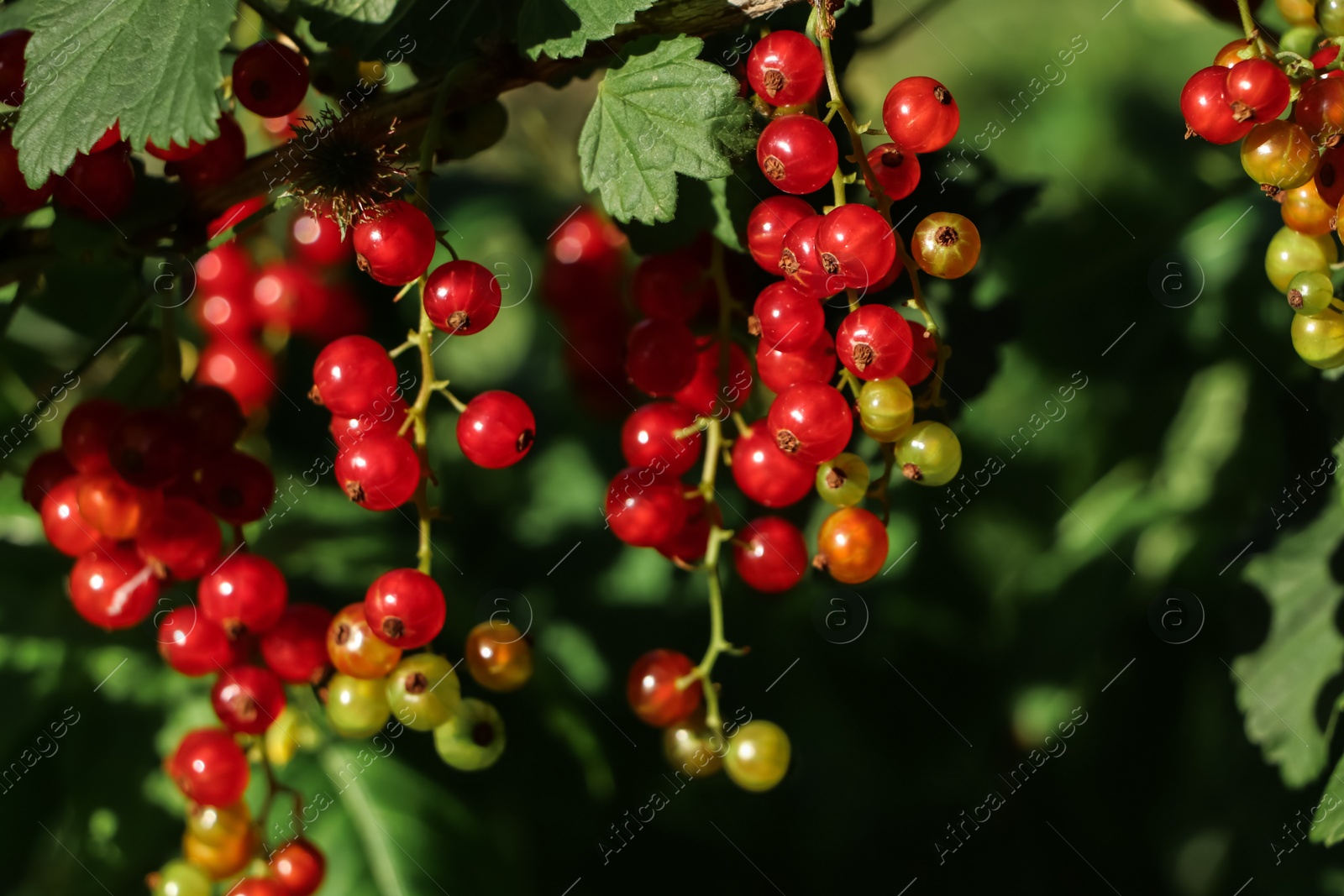 Photo of Closeup view of red currant bush with ripening berries outdoors on sunny day