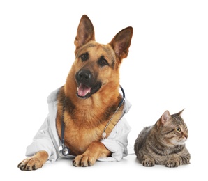 Photo of German shepherd with stethoscope dressed as veterinarian doc and cat on white background