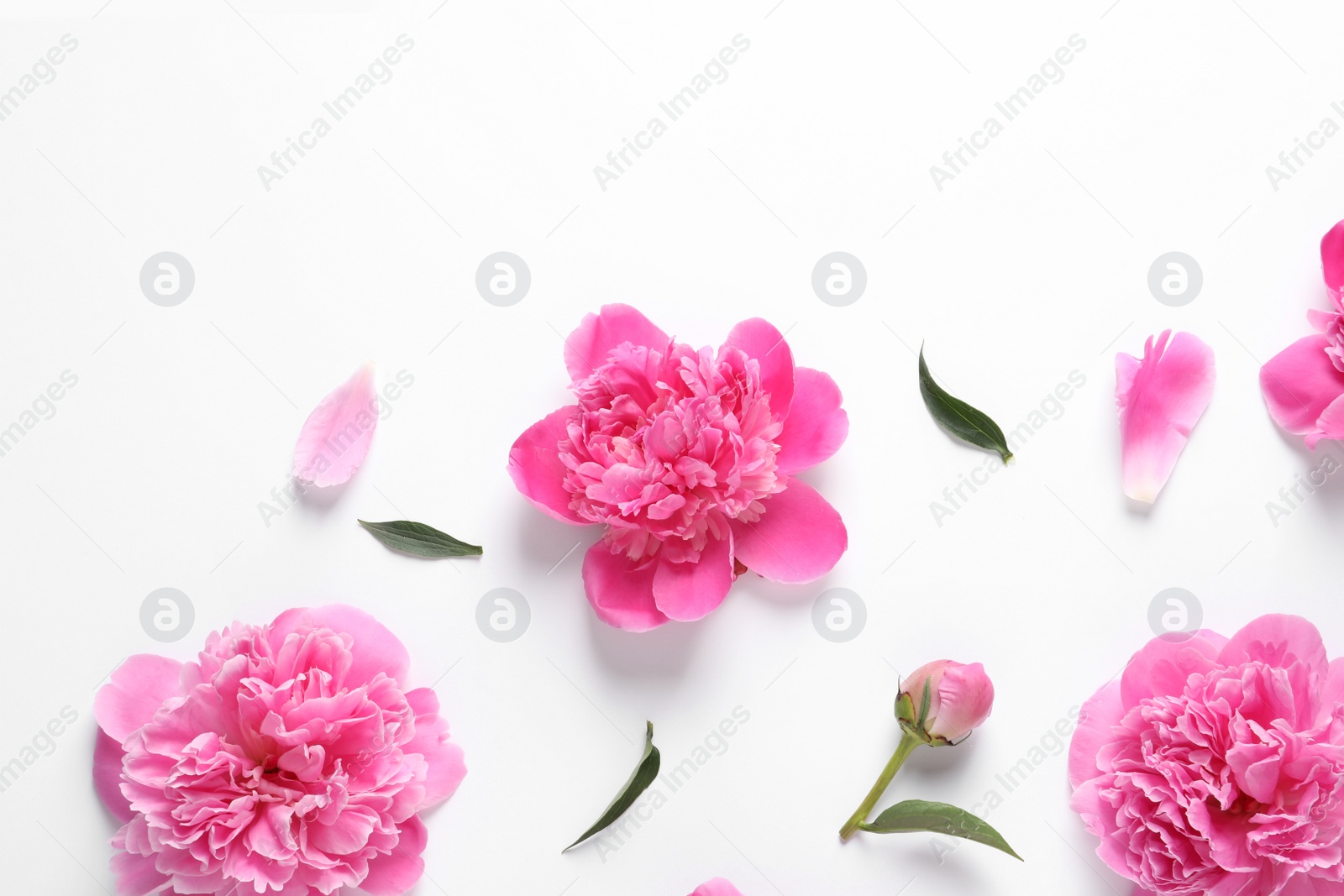 Photo of Beautiful peony flowers on white background, top view