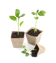Photo of Vegetable seedlings in peat pots isolated on white