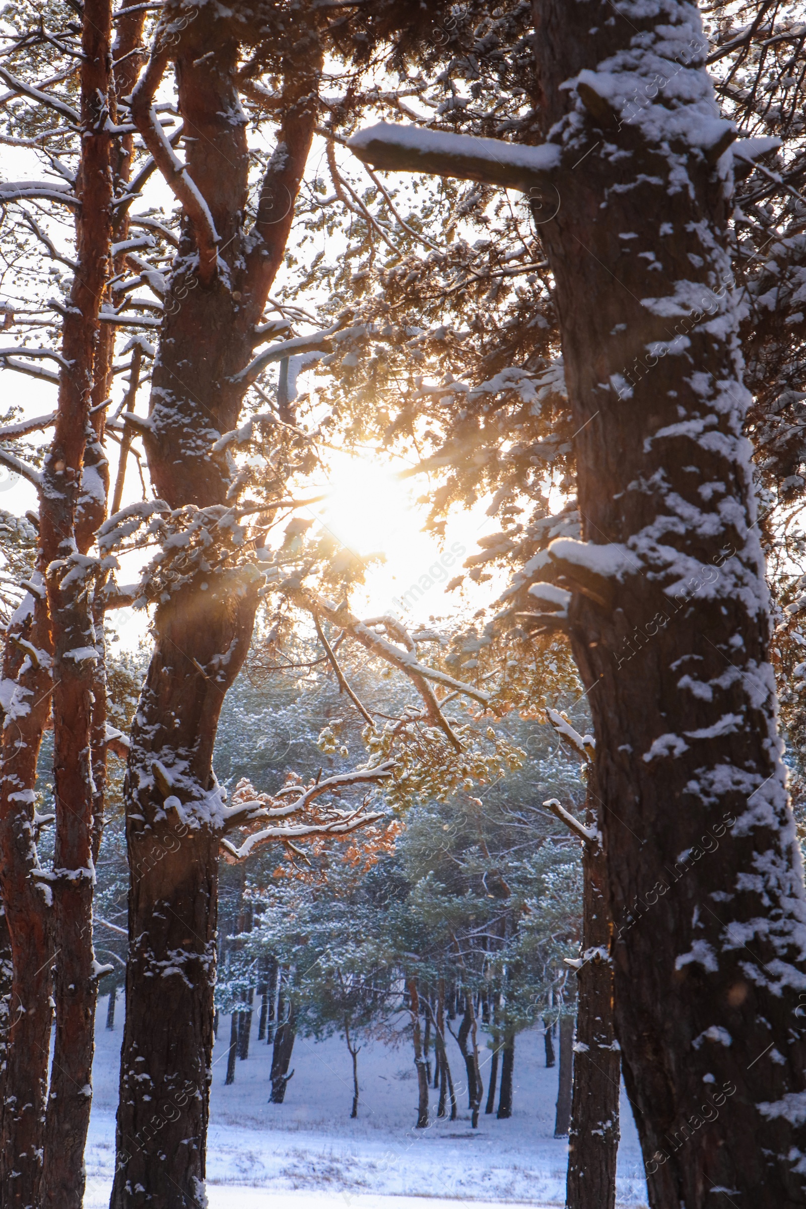 Photo of Picturesque view of beautiful snowy forest in winter morning