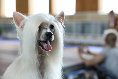 Photo of Cute white Chinese Crested dog at dog show