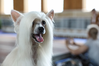 Cute white Chinese Crested dog at dog show