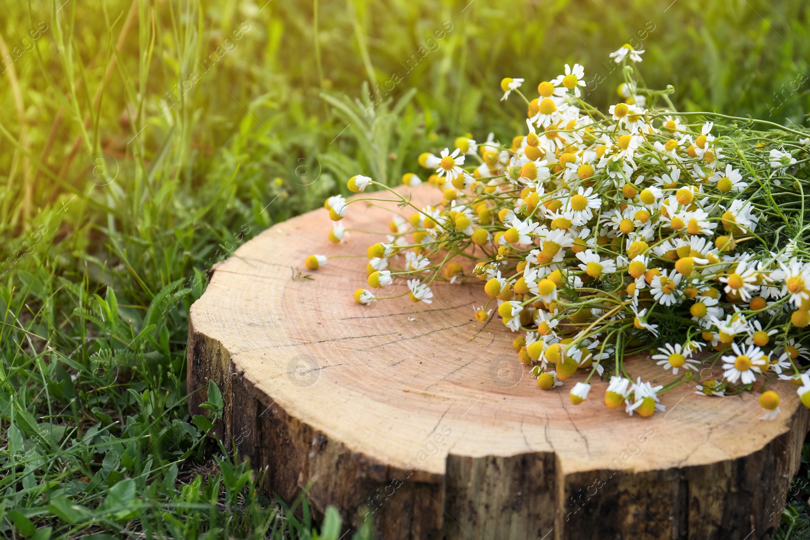 Photo of Beautiful bouquet of chamomiles on stump outdoors, closeup