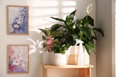 Photo of Exotic houseplants with beautiful leaves on wooden cabinet indoors