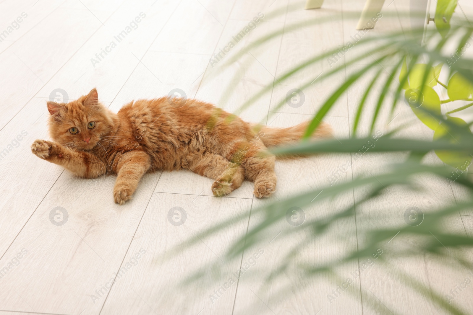 Photo of Adorable red cat near green houseplant on floor at home