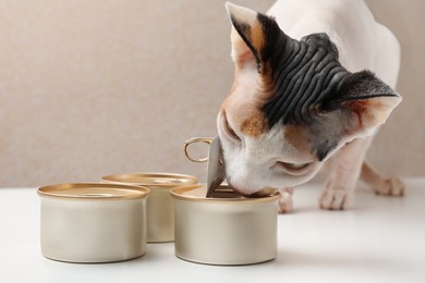 Photo of Cute Sphynx cat eating wet food from can on white table, closeup