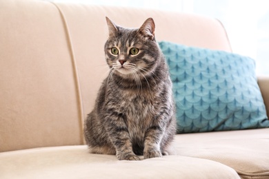 Cute gray tabby cat on sofa. Lovely pet