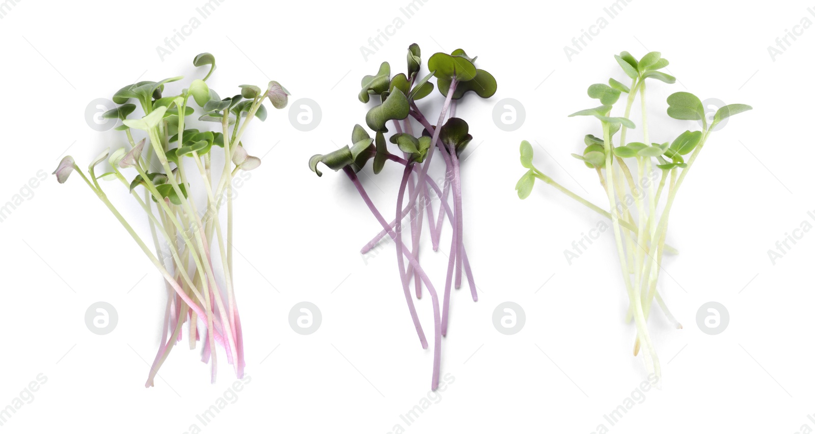 Image of Set of different fresh microgreens on white background, top view. Banner design 