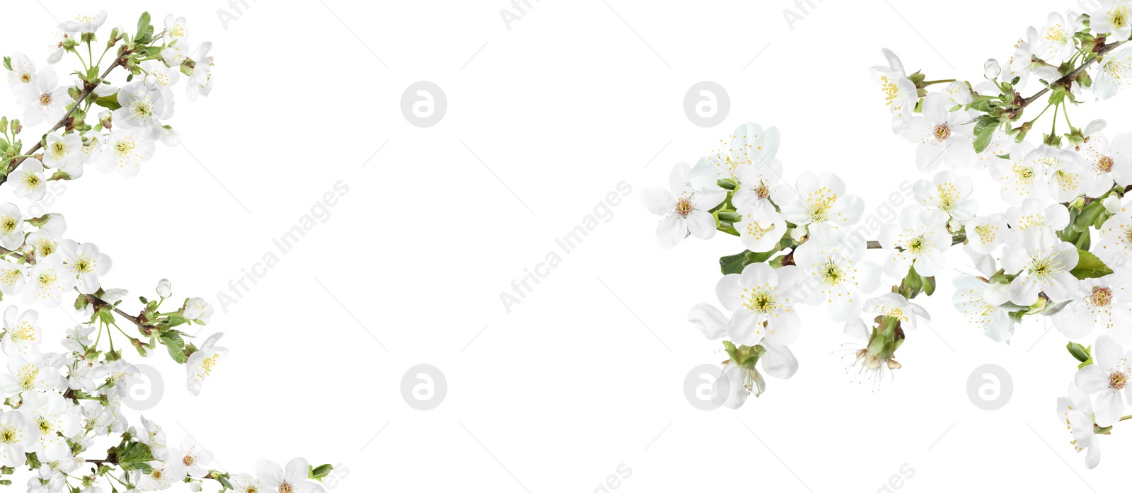 Image of Amazing spring blossom. Tree branches with beautiful flowers on white background, banner design