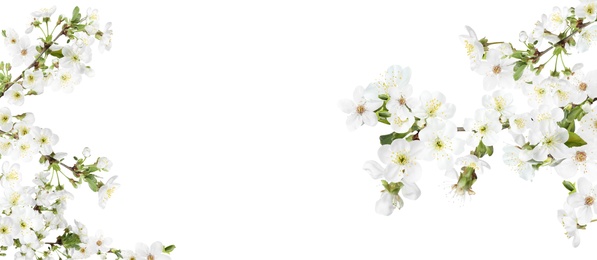 Amazing spring blossom. Tree branches with beautiful flowers on white background, banner design