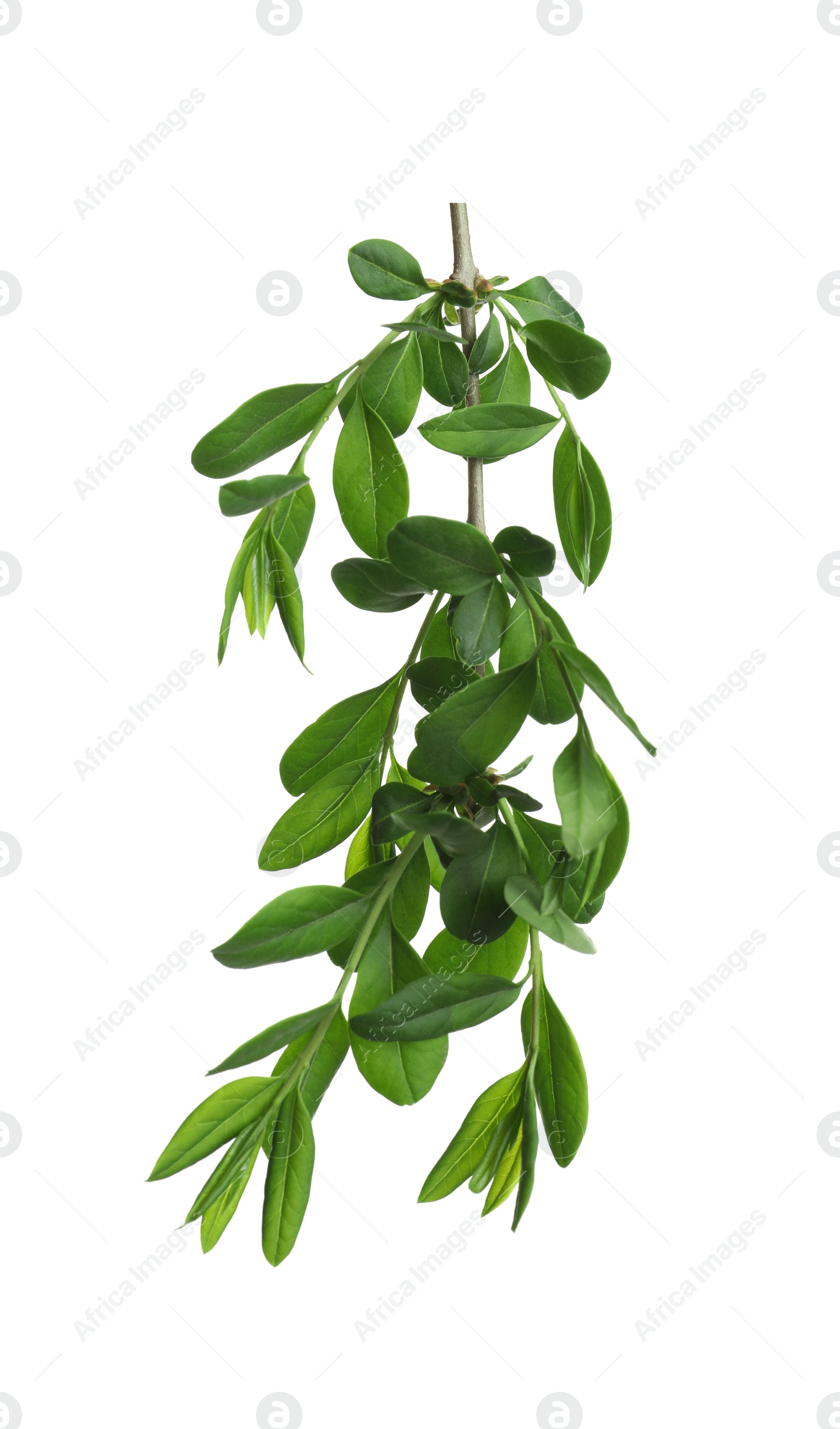 Photo of Branch with green leaves on white background