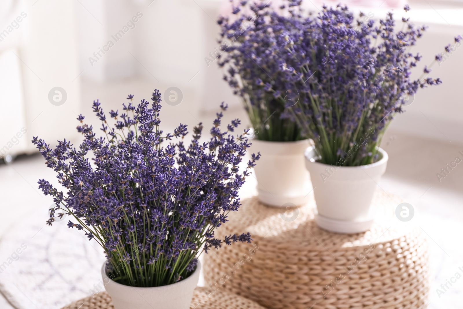 Photo of Beautiful lavender flowers on wicker poufs indoors